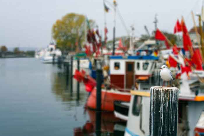 Bewohner des Niendorfer Hafens