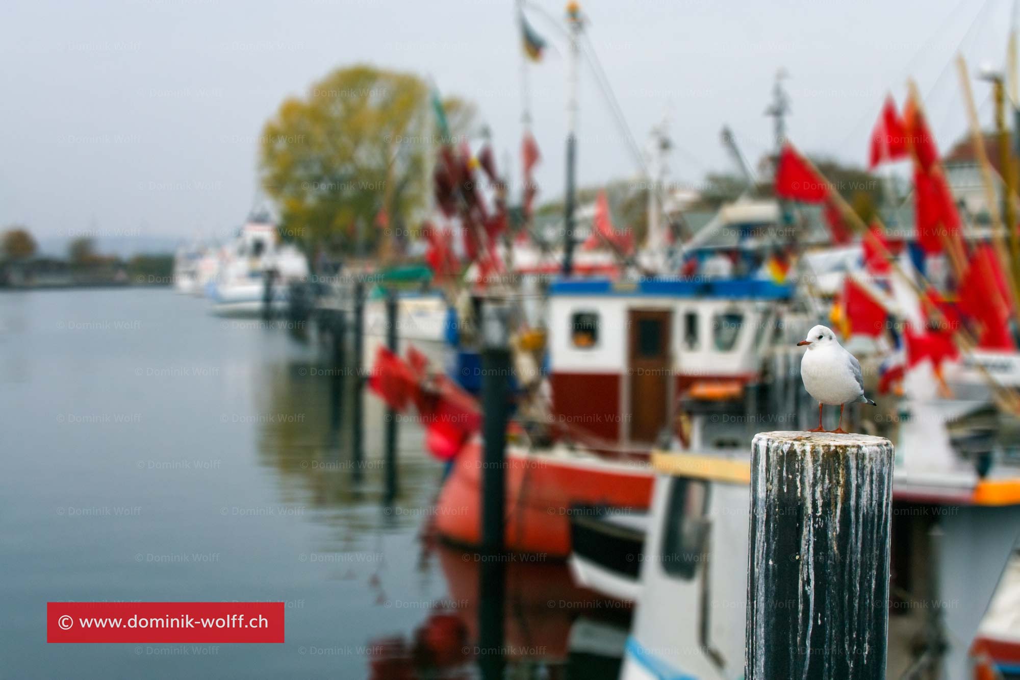 Bild + Foto - Ostsee ohne Möwe nicht denkbar