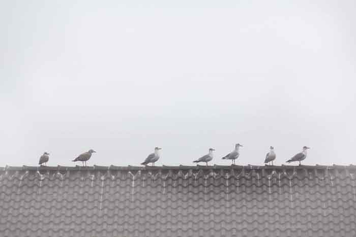 Freibeuter aus Niendorf/Ostsee