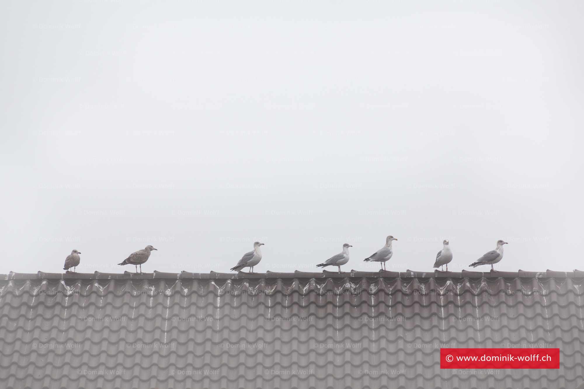 Bild + Foto - Ostsee-Möwen aus Schleswig-Holstein