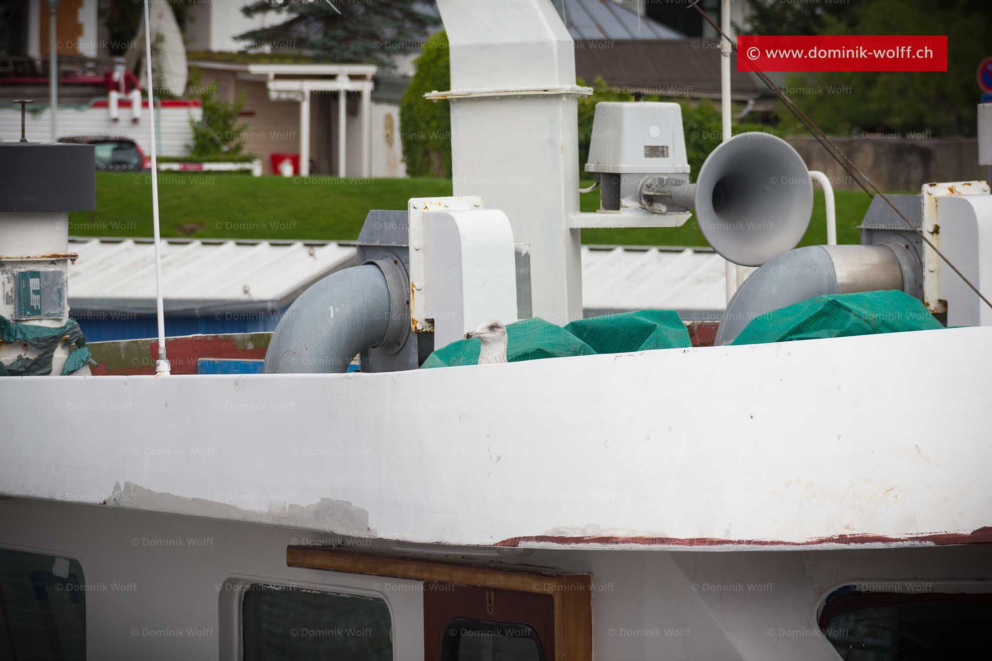 Bild + Foto - Seemöwe in Schleswig-Holstein