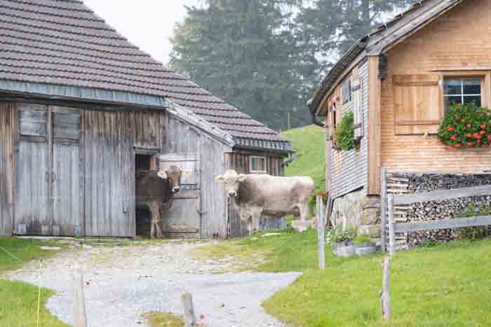 Braunvieh in Appenzell Innerrhoden