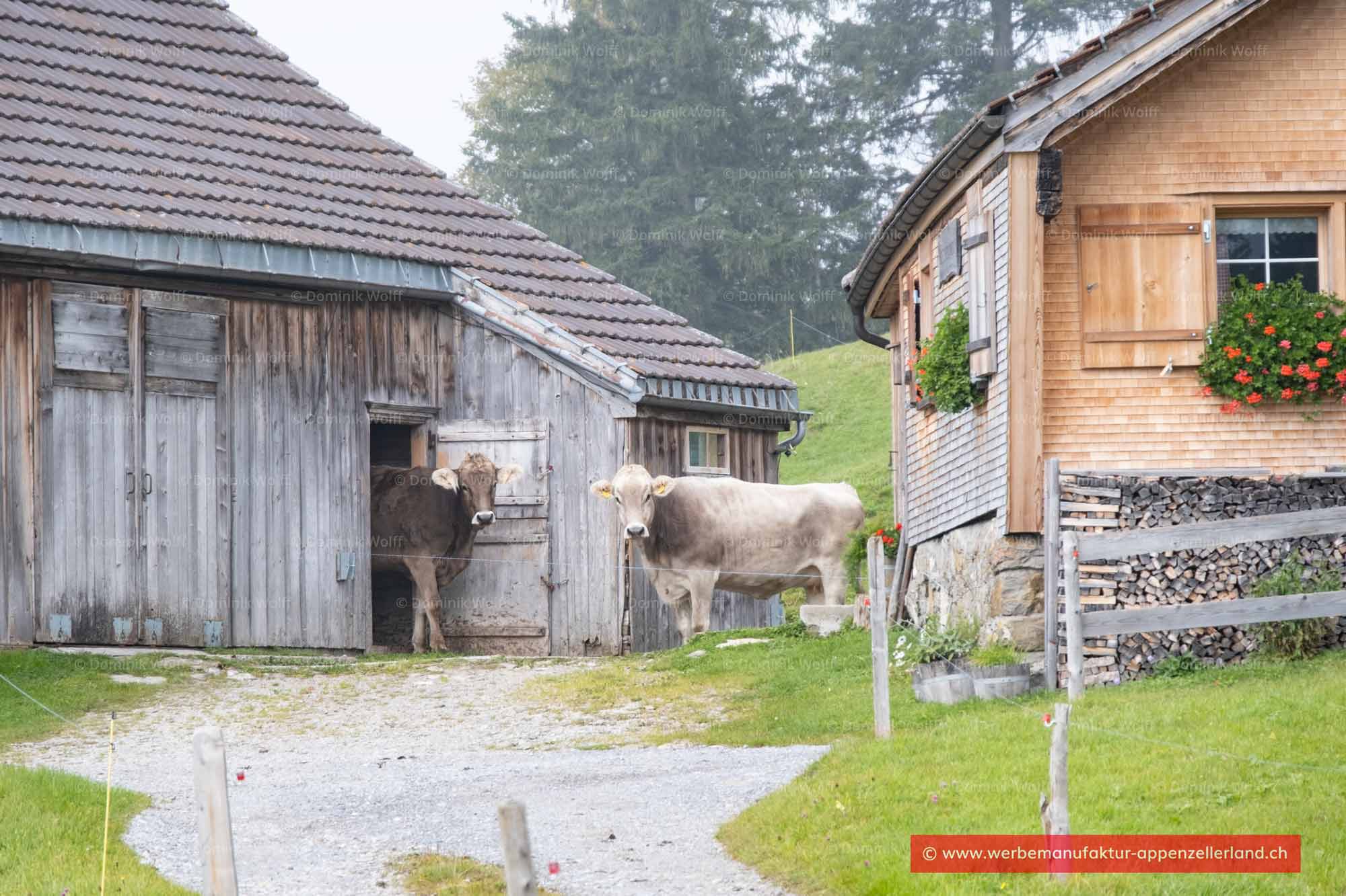 Bild + Foto - Bergbauernhof im Appenzellerland