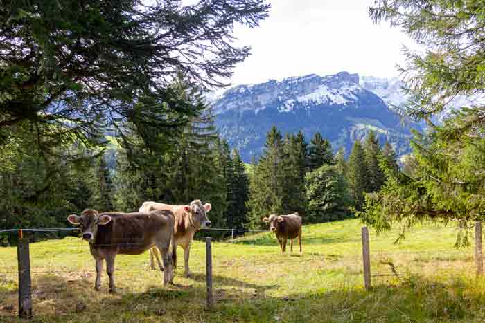 Frühling im Appenzellerland