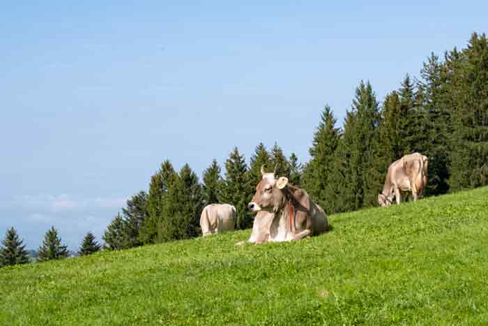 Almen in Appenzell Ausserrhoden