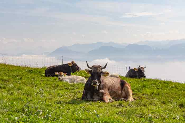 Exklave von Appenzell Innerrhoden