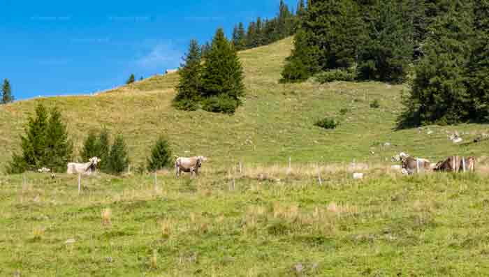 Alb in Appenzell Innerrhoden