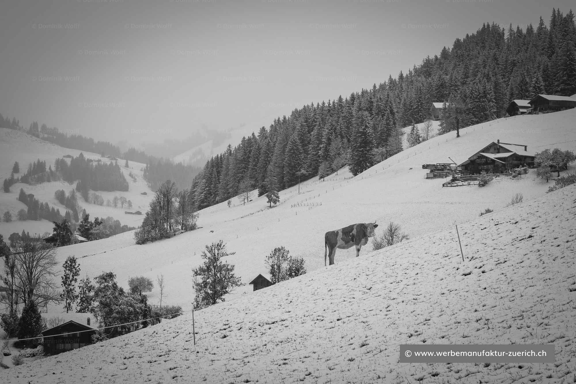 Bild + Foto - Kuh im winterlichen Gruben bei Gstaad