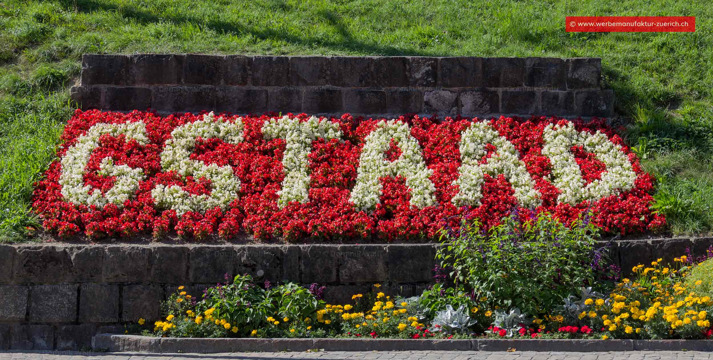 Bild + Foto - Sag es mit Blumen!