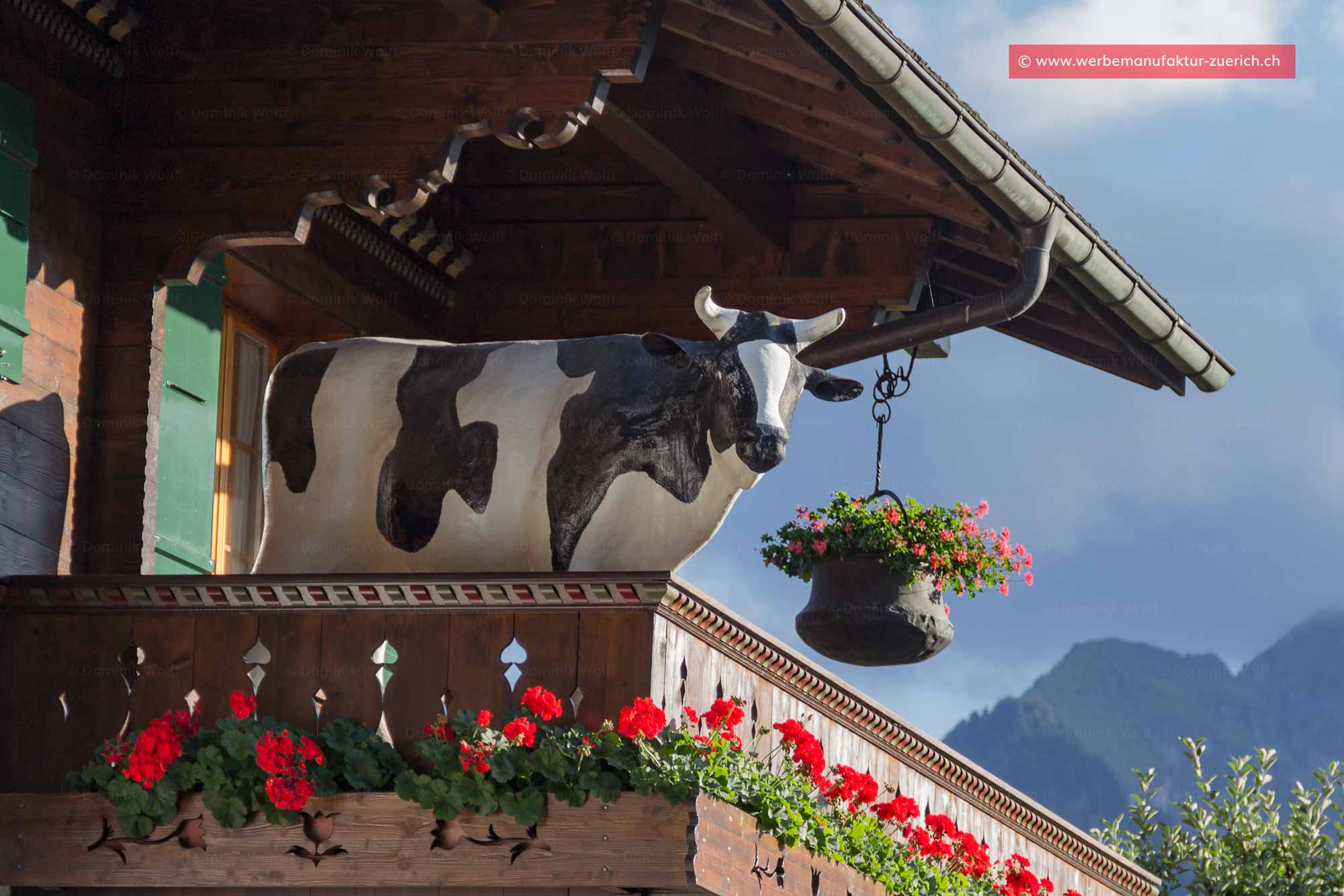Bild + Foto - Kuh grüsst in Gstaad Oberbort