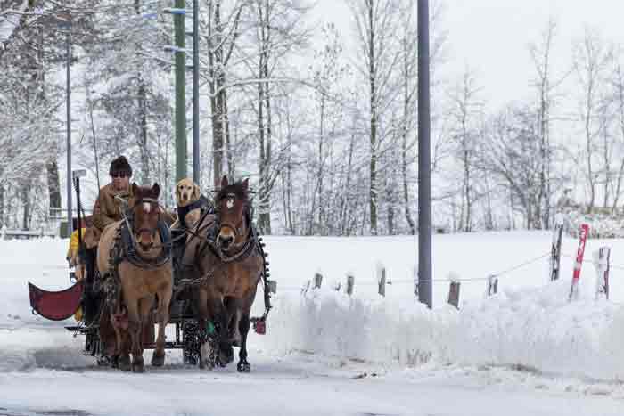 Pferdekutsche im Saanenland