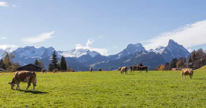 Im östlichen Saanenland