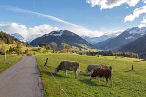 Viehwirtschaft Gstaad