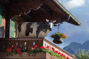 Kuh in Oberbort