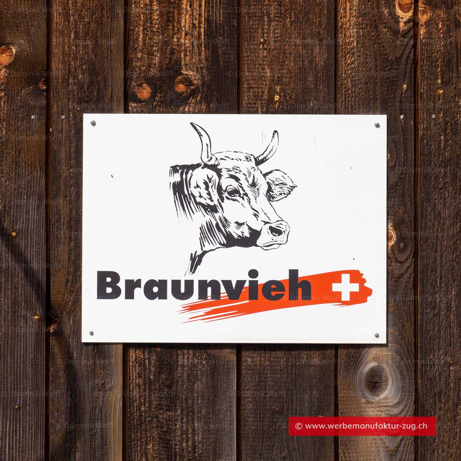 Bild + Foto - Schweizer Braunvieh