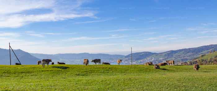 Wanderweg im Kanton Zug