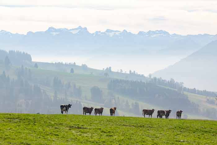 Alpen im Blick