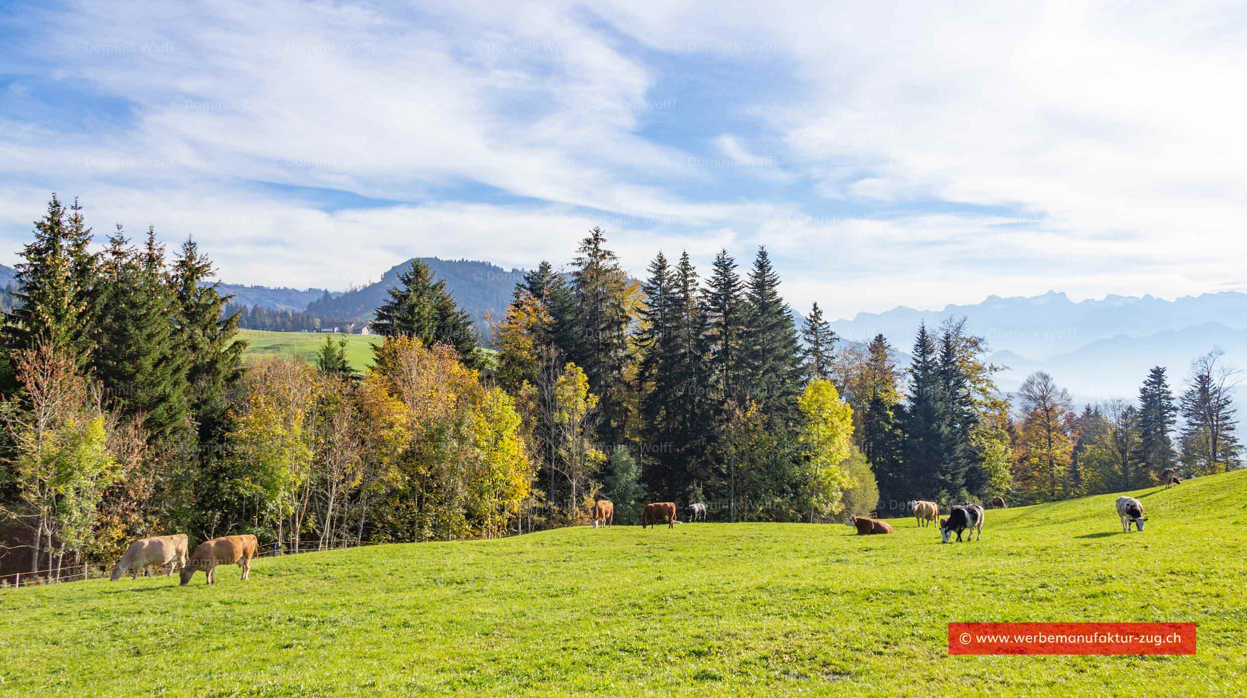 Bild + Foto - Alosen im Kanton Zug