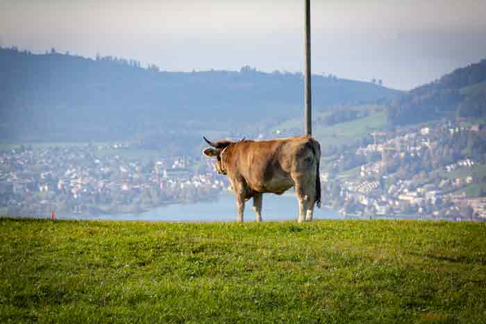 Hochebene im Kanton Zug